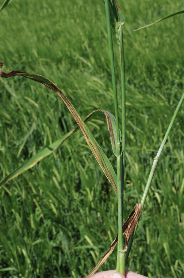 Zasychaj&iacute;c&iacute; listy se později třep&iacute; (foto&copy;Josef Pozděna)