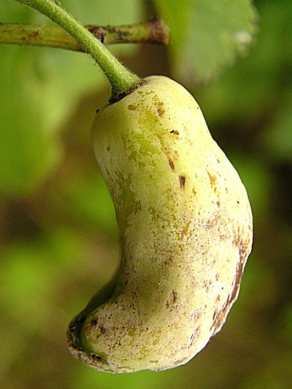 puchrovitost slivoně - napaden&yacute; plod (foto Jaroslav Rod)