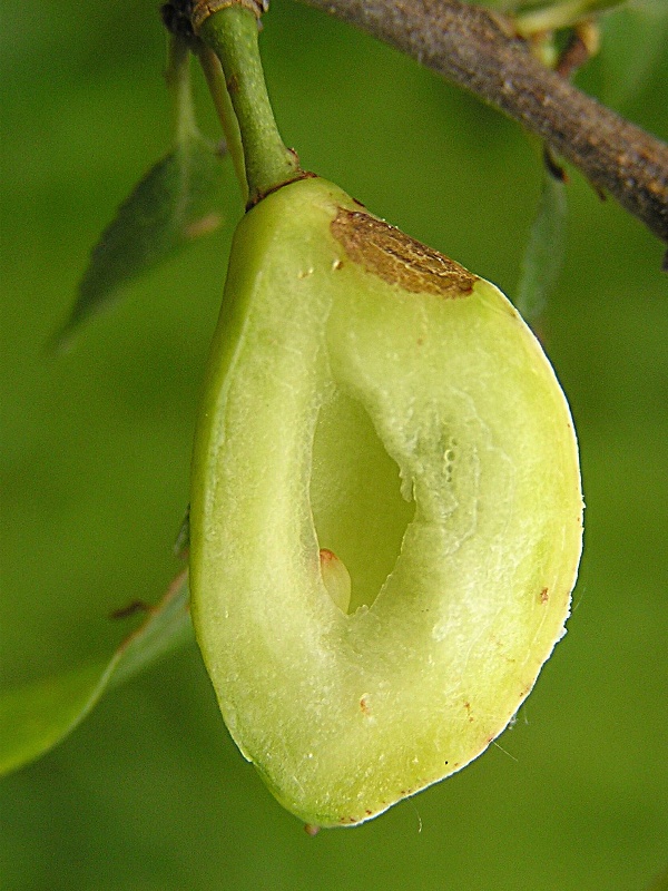 puchrovitost slivoně - průřez napaden&yacute;m plodem (foto Jaroslav Rod)