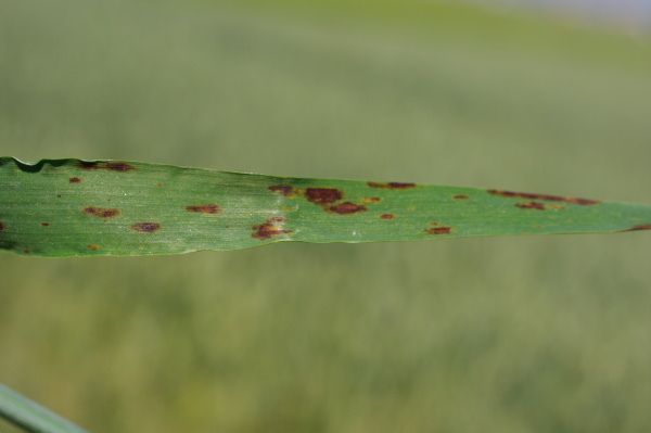 Ramul&aacute;riov&aacute; skvrnitost (foto&copy;Josef Pozděna)