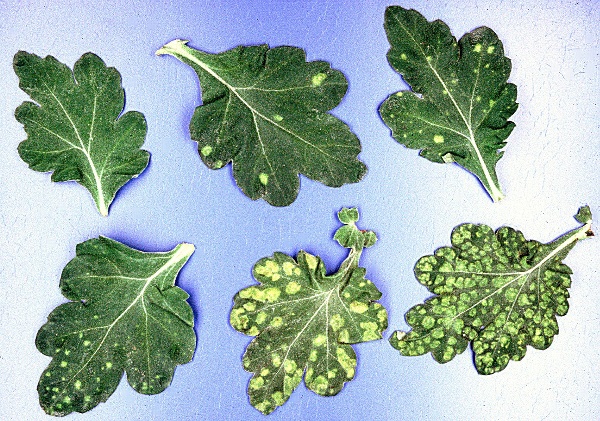 rez b&iacute;l&aacute; chryzantemov&aacute; (foto Jaroslav Rod)