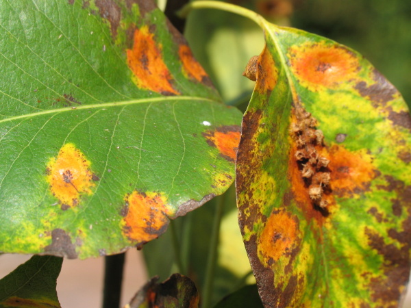Vlevo př&iacute;znaky na l&iacute;cn&iacute; straně listu, vpravo aecedie na listu (foto&copy;Josef Pozděna)