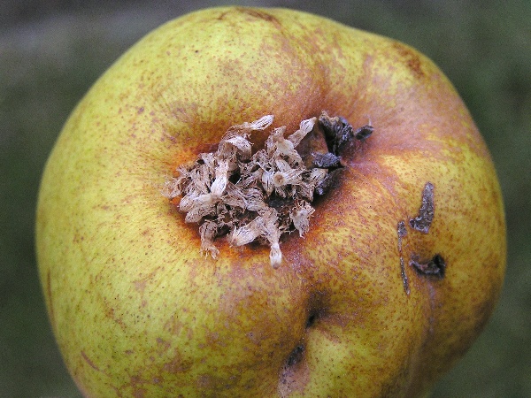 rez hru&scaron;ňov&aacute; - př&iacute;znaky na plodu (foto Jaroslav Rod)