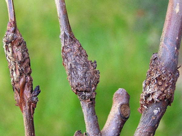 rez hru&scaron;ňov&aacute; - př&iacute;znaky na větvičk&aacute;ch (foto Jaroslav Rod)