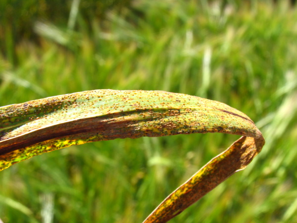 Siln&eacute; napaden&iacute; rz&iacute; ječnou způsobuje zasych&aacute;n&iacute; listů (foto&copy;Josef Pozděna)