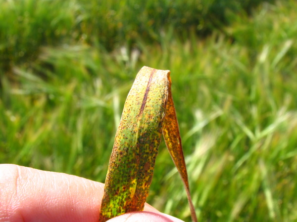 Uredospory na listu ječmene (foto&copy;Josef Pozděna)