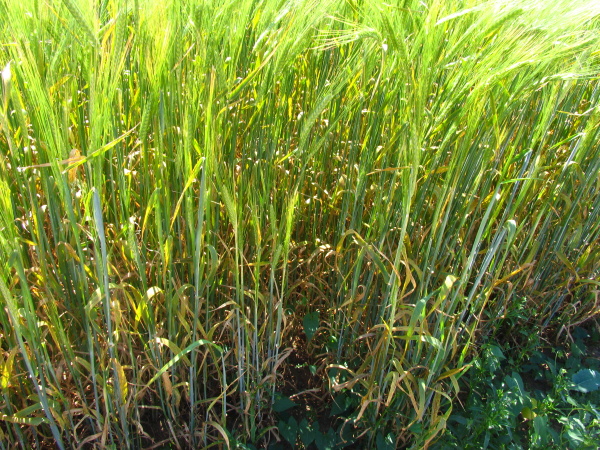 Pohled do napaden&eacute;ho porostu (foto&copy;Josef Pozděna)