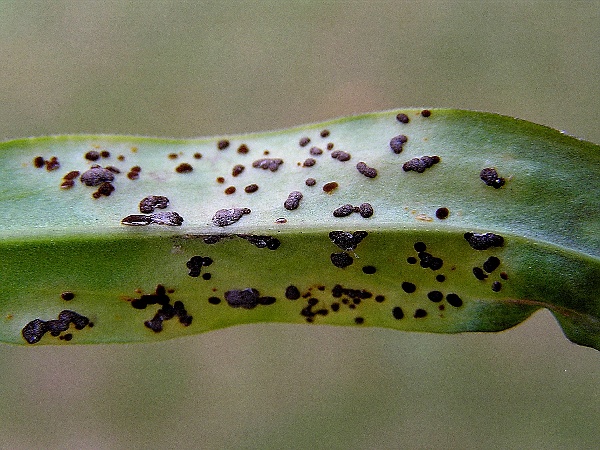 rez karafi&aacute;tov&aacute; (foto Jaroslav Rod)