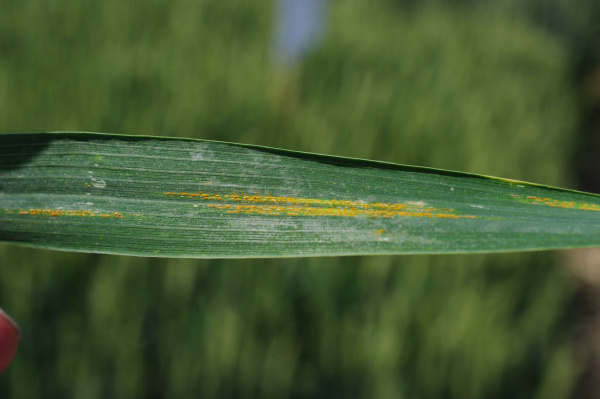 Projevy rzi plevové na listu (foto©Josef Pozděna)