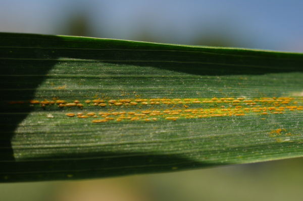 Protáhlé oranžové kupky letních výtrusů (foto©Josef Pozděna)