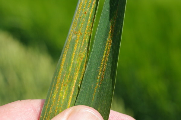Kupky jsou uspořádány v pruzích podle listové žilnatiny (foto©Josef Pozděna)