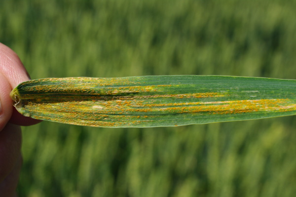 Silně napadený list (foto©Josef Pozděna)