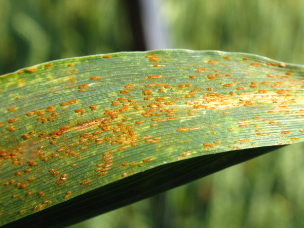 List napaden&yacute; rz&iacute; p&scaron;eničnou (foto&copy;Josef Pozděna)