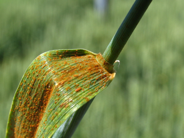 Silně napaden&yacute; list (foto&copy;Josef Pozděna)