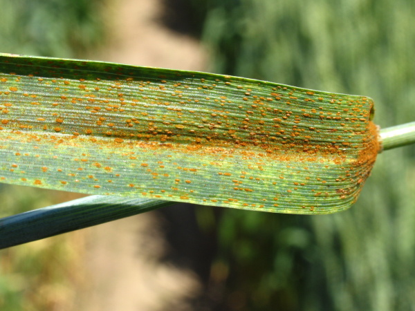 Kupky jsou rozm&iacute;stěny na listu na rozd&iacute;l od rzi plevov&eacute; nepravidelně (foto&copy;Josef Pozděna)