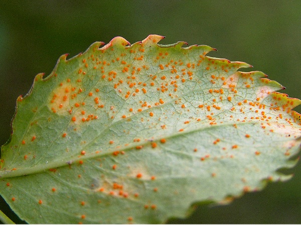 rez růž&iacute; - kupky letn&iacute;ch v&yacute;trusů (foto Jaroslav Rod)