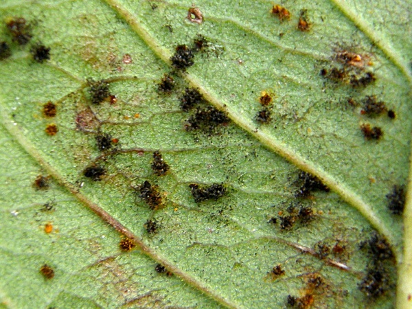 rez růž&iacute; - kupky zimn&iacute;ch v&yacute;trusů (foto Jaroslav Rod)