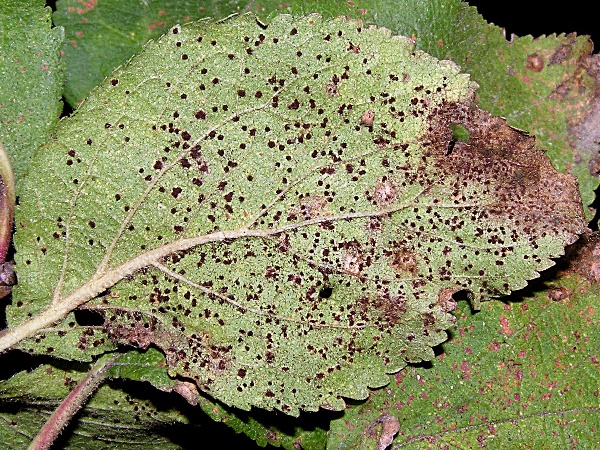 rez slivoně (foto Jaroslav Rod)