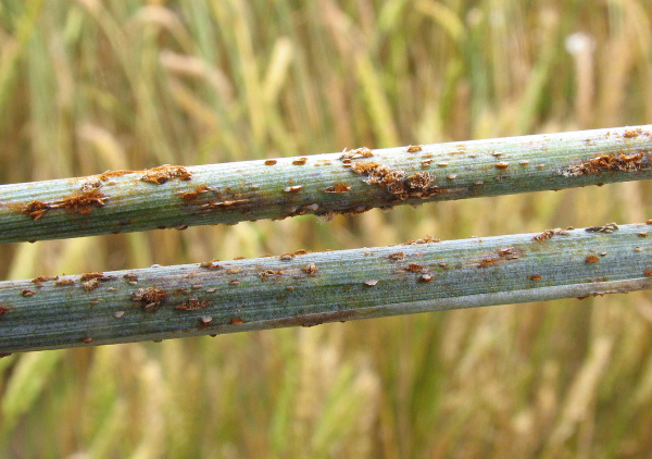 St&eacute;blo napaden&eacute; rz&iacute; travn&iacute; (foto&copy;Josef Pozděna)