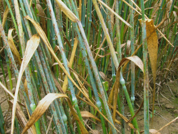 Silně napaden&yacute; porost (foto&copy;Josef Pozděna)