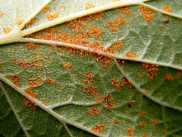 rez vejmutovkov&aacute;- spodn&iacute; strana listu ryb&iacute;zu (foto Jaroslav Rod)