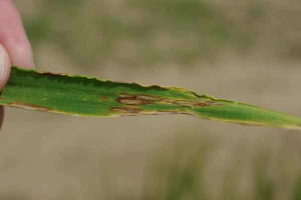 Napaden&yacute; list (foto&copy;Josef Pozděna)