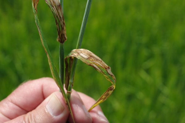 Siln&eacute; napaden&iacute; listu (foto&copy;Josef Pozděna)