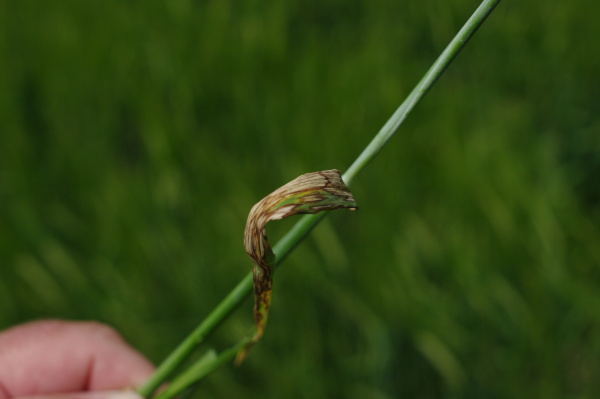 Typick&eacute; skvrny (foto&copy;Josef Pozděna)