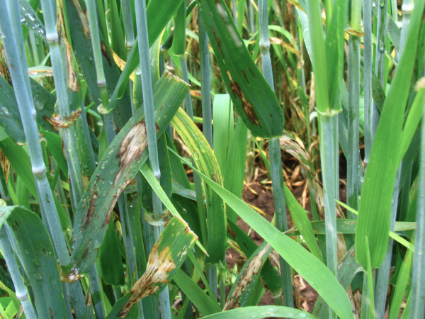 Pohled do napaden&eacute;ho porostu (foto&copy;Josef Pozděna)