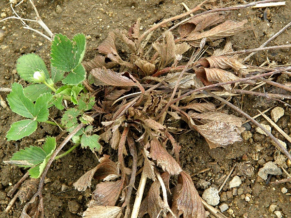 růžov&aacute; hniloba kořene jahodn&iacute;ku - odum&iacute;r&aacute;n&iacute; rostliny (foto Jaroslav Rod)