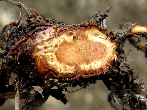 růžov&aacute; hniloba kořene jahodn&iacute;ku - průřez kořenem (foto Jaroslav Rod)