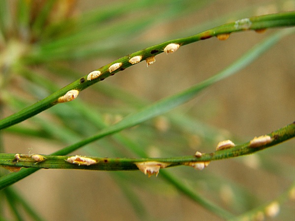rez jehlicov&aacute; (foto Jaroslav Rod)