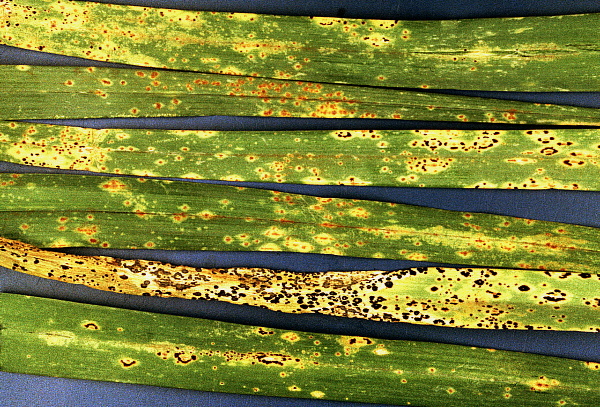 rzi - zelenina - p&oacute;r (foto Jaroslav Rod)