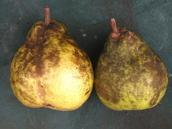 sazovitost - hru&scaron;ky (foto Jaroslav Rod)