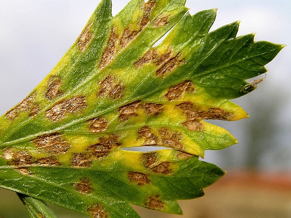 septoriov&aacute; skvrnitost celeru (foto Jaroslav Rod)