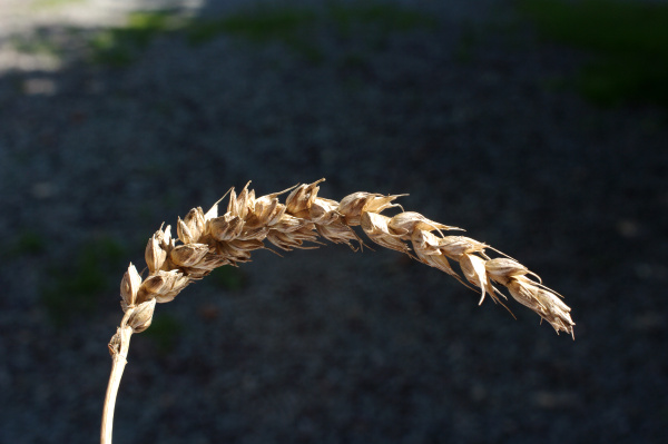 Snětliv&yacute; klas (foto&copy;Josef Pozděna)