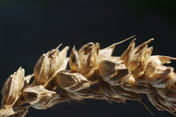 Kl&aacute;sky jsou navz&aacute;jem odd&aacute;leněj&scaron;&iacute; a&nbsp;od osy klasu v&iacute;ce odst&aacute;vaj&iacute; (foto&copy;Josef Pozděna)