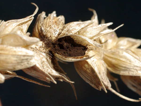 V h&aacute;lk&aacute;ch se nach&aacute;z&iacute; velk&eacute; množstv&iacute; chlamydospor (foto&copy;Josef Pozděna)