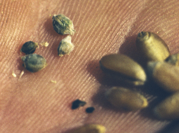 Vyschl&eacute; h&aacute;lky jsou drobněj&scaron;&iacute; než zdrav&eacute; zrno (foto&copy;Josef Pozděna)