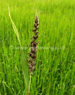 Sněť pra&scaron;n&aacute; ječn&aacute;