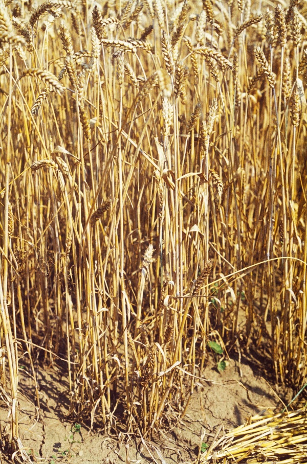 V porostu zejm&eacute;na ve spodn&iacute;m patru jsou zakrsl&aacute; st&eacute;bla (foto&copy;Josef Pozděna)