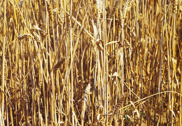 Pohled do patra klasů napaden&yacute;ch rostlin (foto&copy;Josef Pozděna)