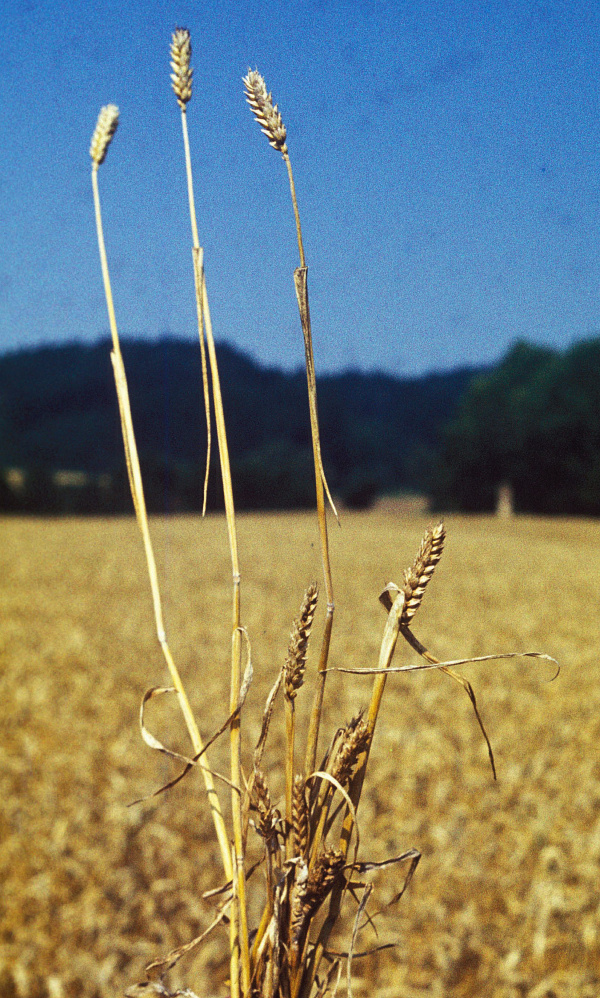 Hlavn&iacute; st&eacute;bla dosahuj&iacute; norm&aacute;ln&iacute; velikost, zakrsl&eacute; jsou předev&scaron;&iacute;m odnože (foto&copy;Josef Pozděna)