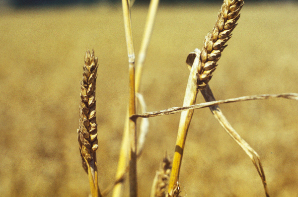 Klasy napaden&iacute; snět&iacute; zakrslou (foto&copy;Josef Pozděna)