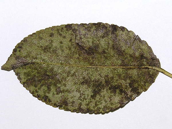 strupovitost hru&scaron;ně - list (foto Jaroslav Rod)