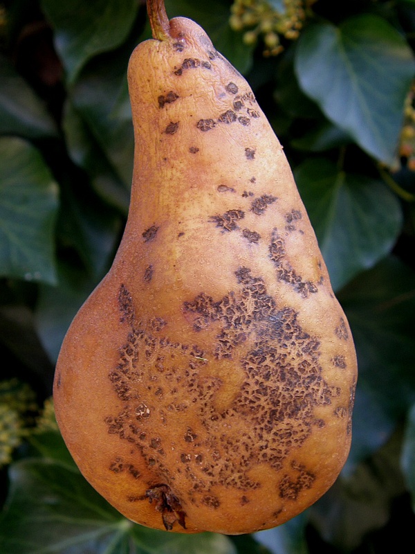 strupovitost hru&scaron;ně - plod (foto Jaroslav Rod)