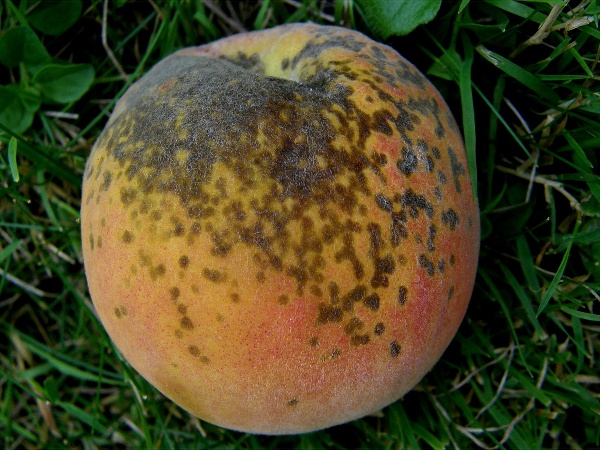 strupovitost peckovin - broskvoň (foto Jaroslav Rod)