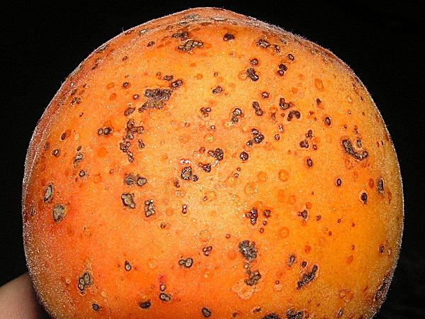 strupovitost peckovin - meruňka (foto Jaroslav Rod)