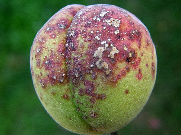 such&aacute; skvrnitost listů peckovin - př&iacute;znaky na meruňce  (foto Jaroslav Rod)