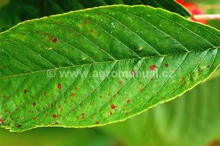 Such&aacute; skvrnitost listů tře&scaron;ně